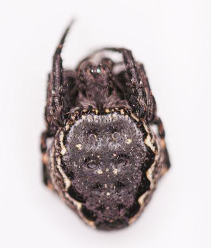 Réf. 352 746 : Nuctenea umbratica